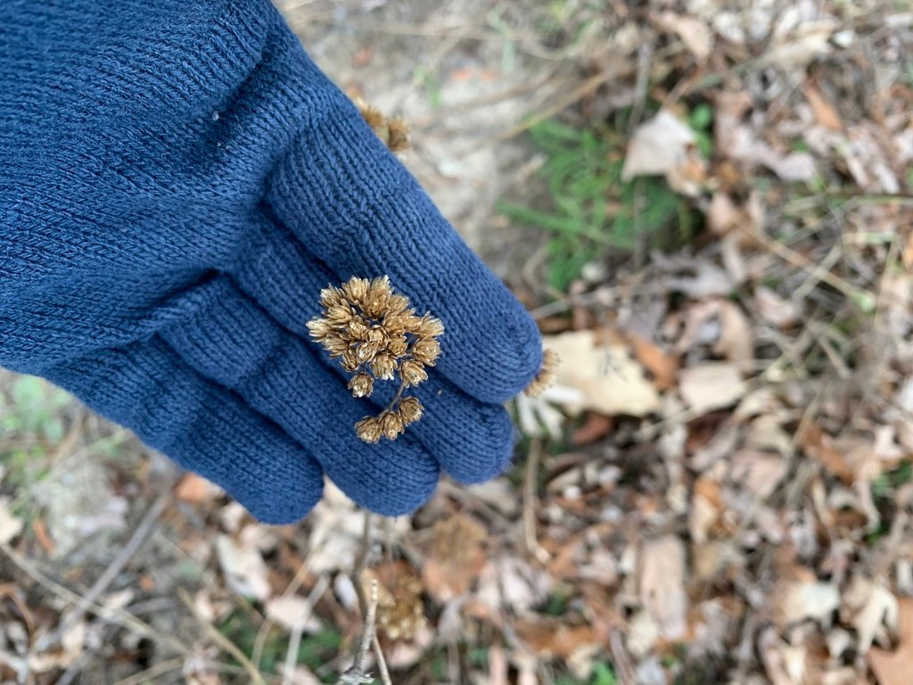 common yarrow in Alaska