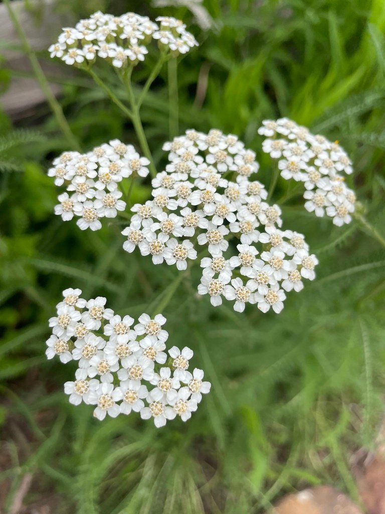 common yarrow in Alabama