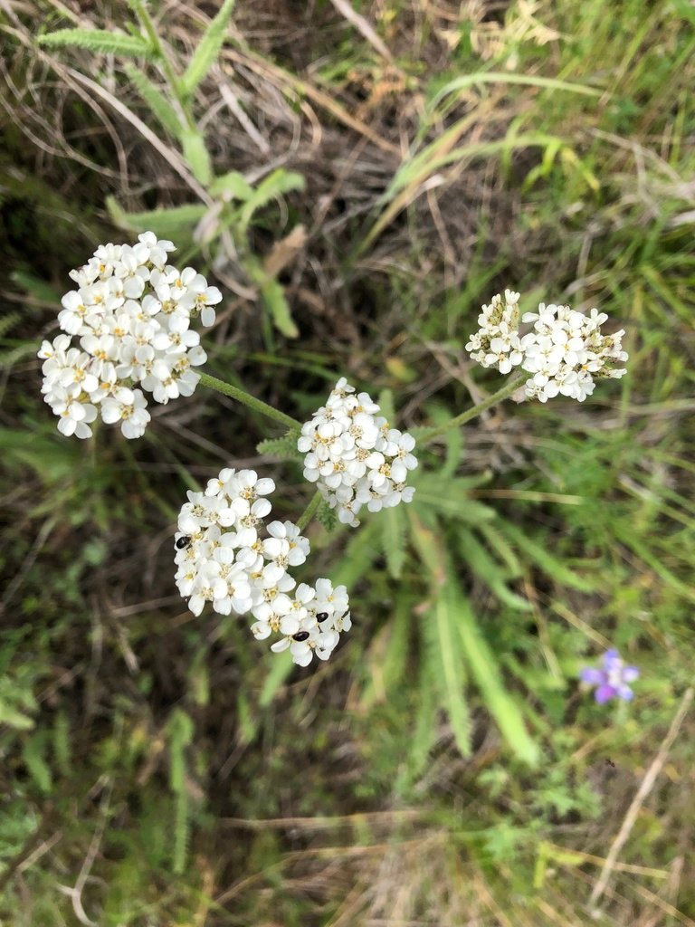 common yarrow in Alaska