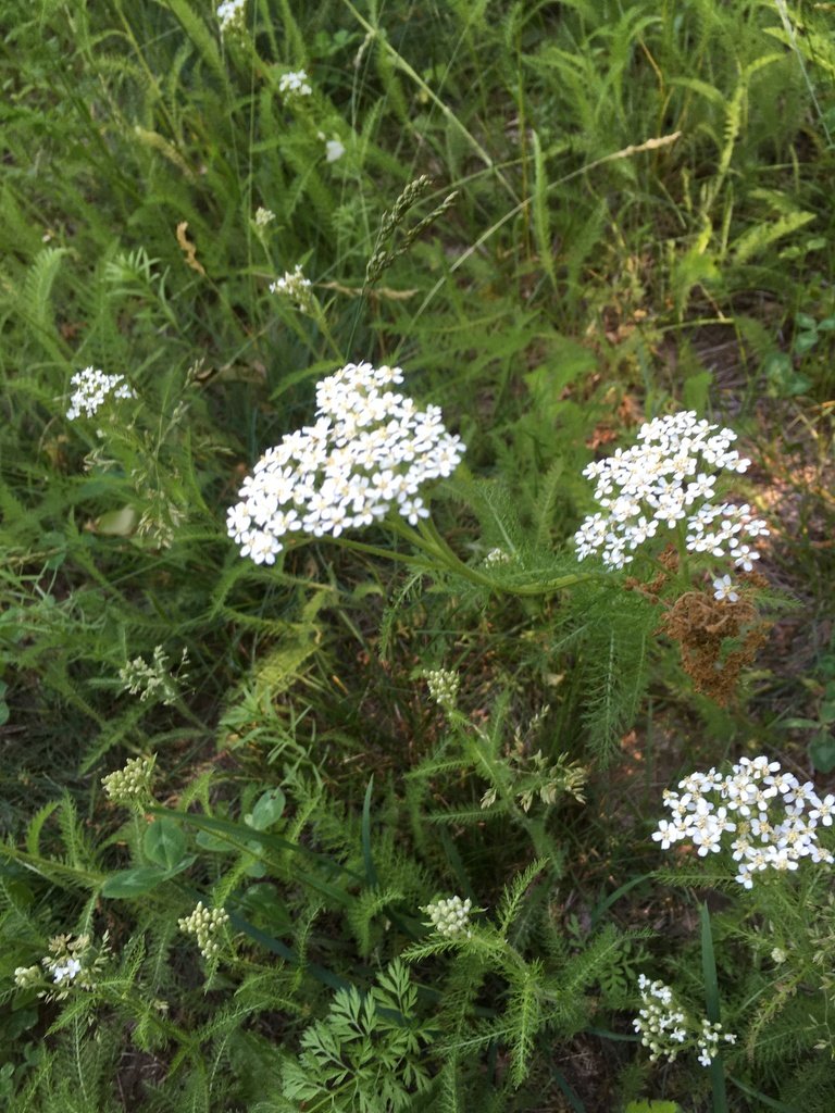 common yarrow in Alabama