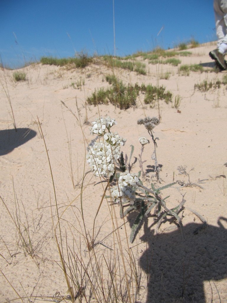 common yarrow in Alabama