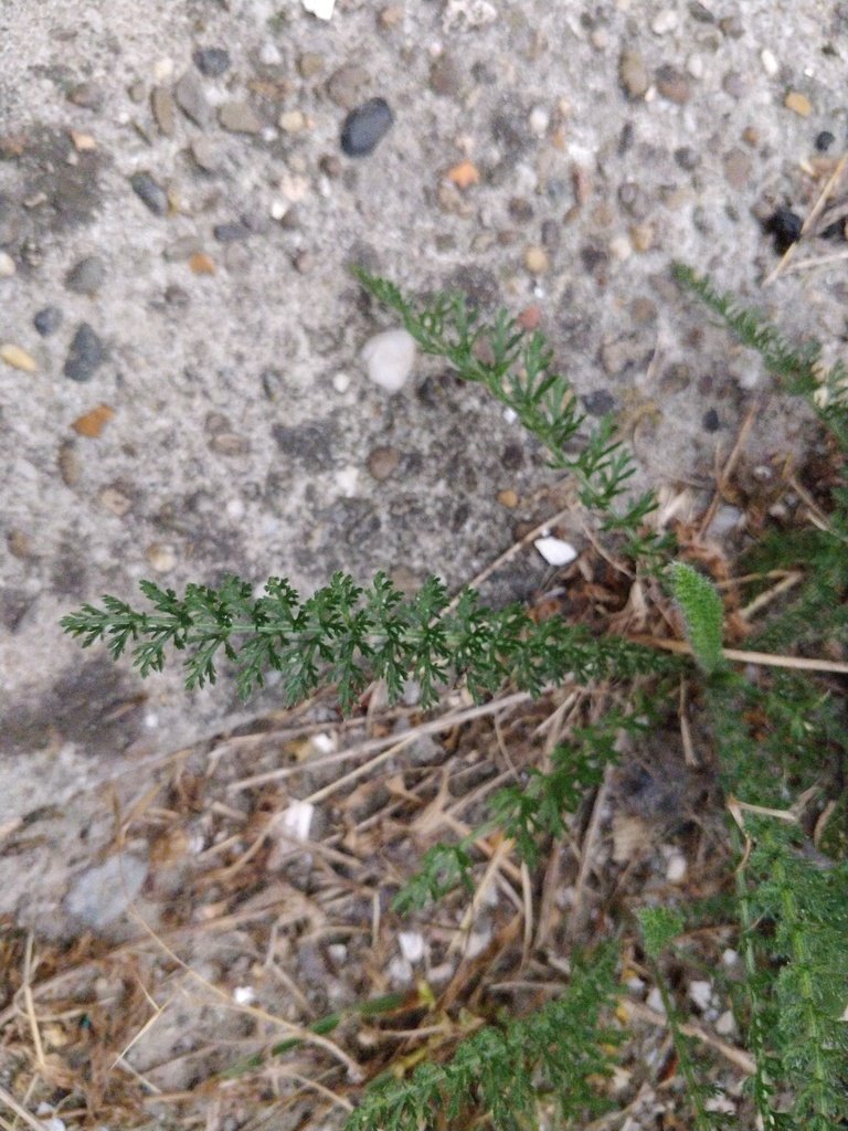 common yarrow in Arkansas