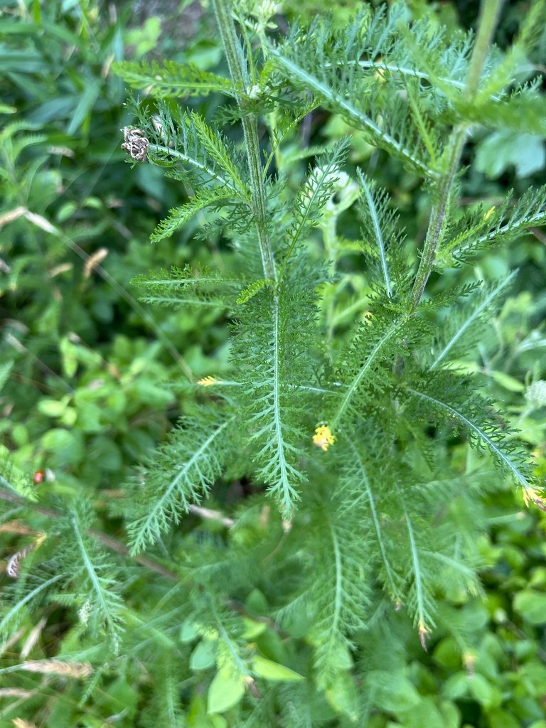 common yarrow in Arkansas